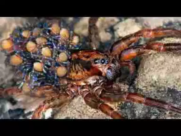 Video: 12 Dangerous Spiders in the World